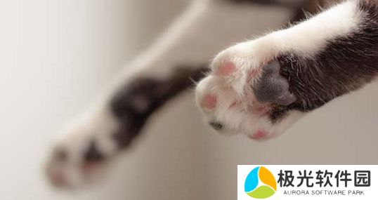 淘宝每日一猜1.10今日答案 为何猫咪喜欢捕食老鼠答案解析