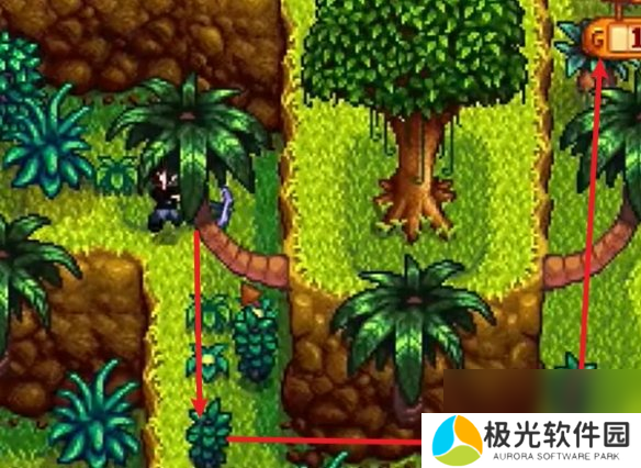 星露谷物语姜岛西部金核桃全收集攻略